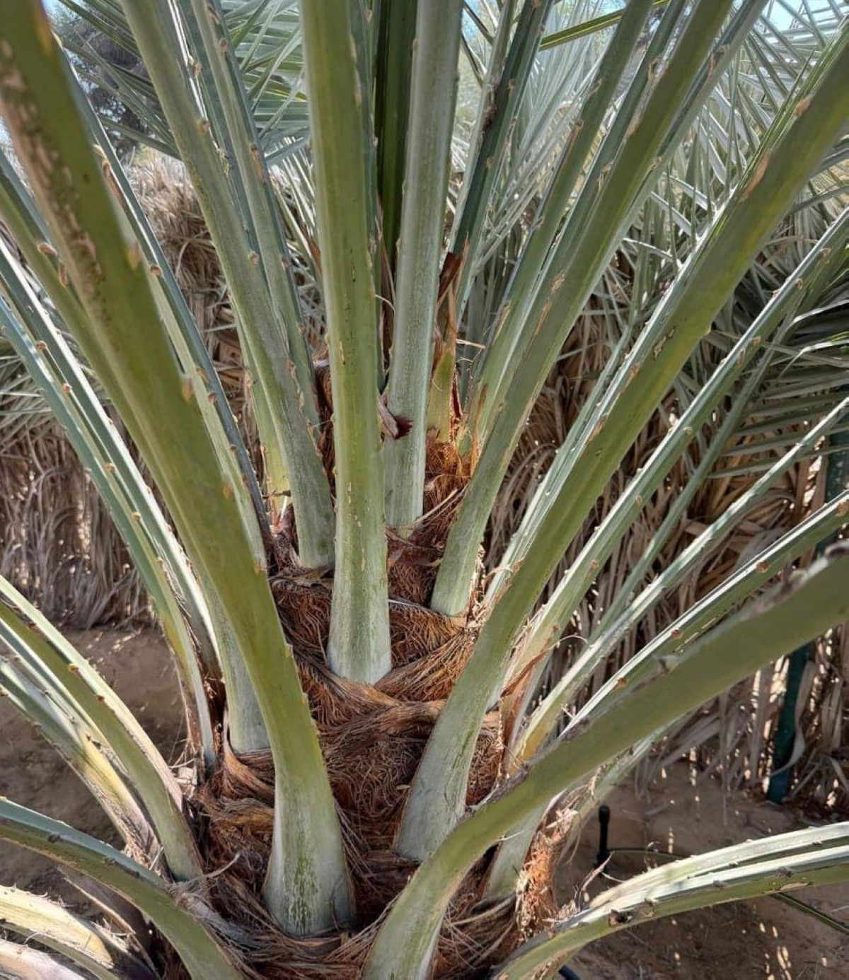 "الإمارات للفلك": موسم تلقيح النخيل يبدأ منتصف يناير