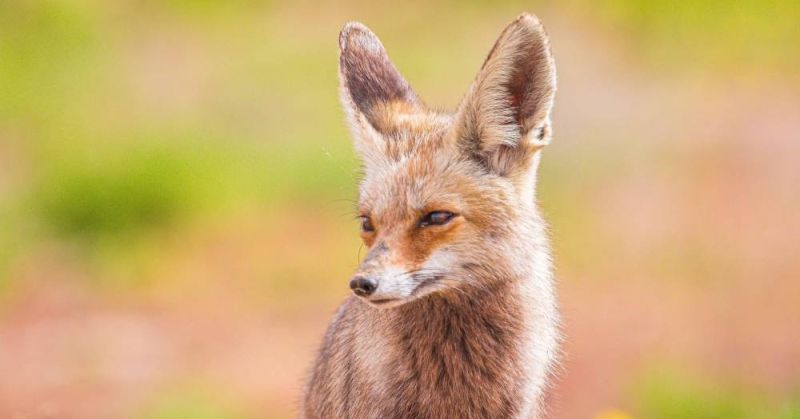 «هيئة البيئة» ترصد انتشار «الحصني» شمال وجنوب صحراء الكويت