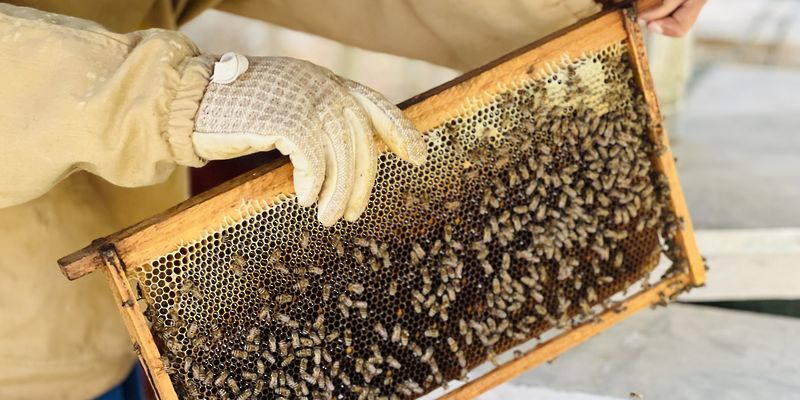 أكثر من 6 أطنان إنتاج العسل بجنوب الباطنة لعام 2024