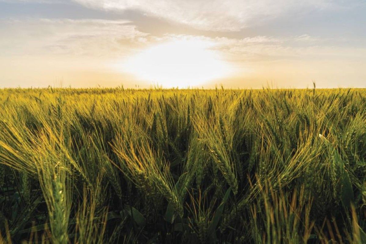 «قمح الإمارات».. من مجهود فردي إلى 200 مزرعة تنتج 80 طناً سنوياً