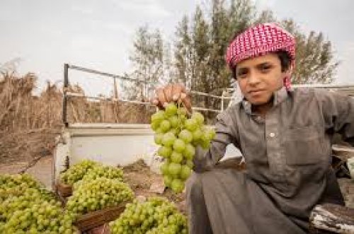 رسمياً: نجران تعلن نجاح زراعة محصول زراعي جديد سيجعل نجران سلة غذاء السعودية