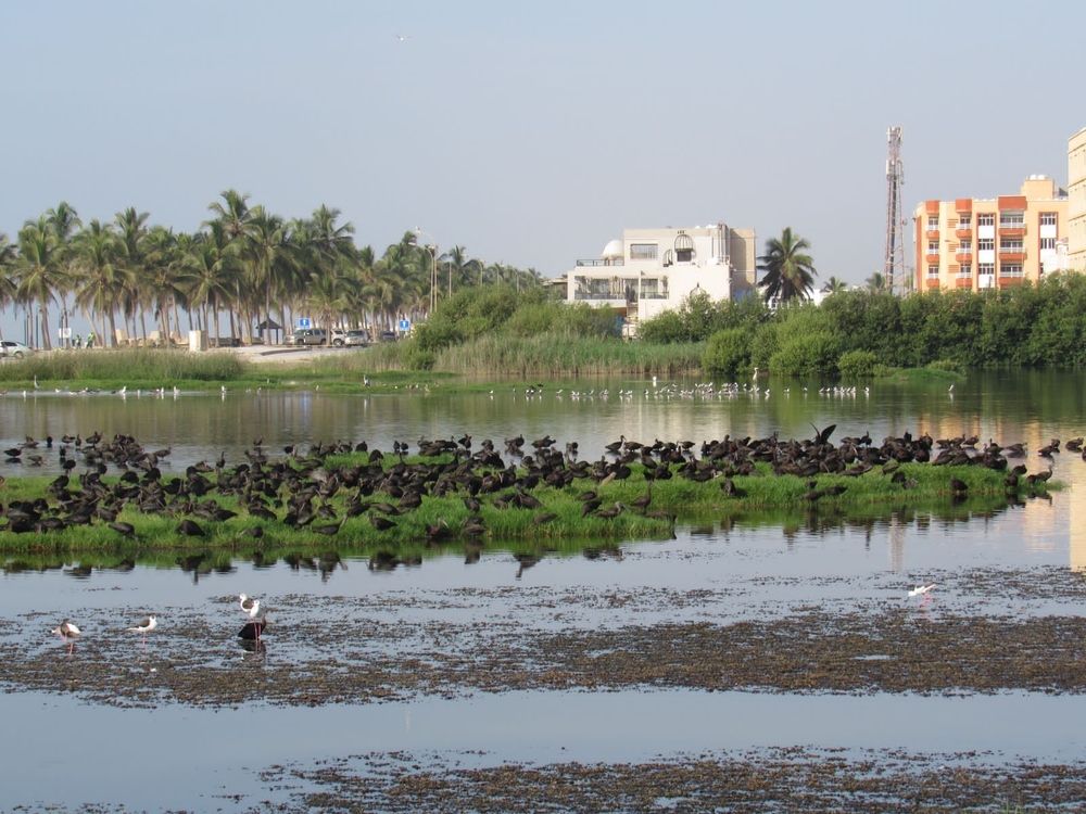 سلطنة عُمان تحتفل باليوم العالمي “للأراضي الرطبة”