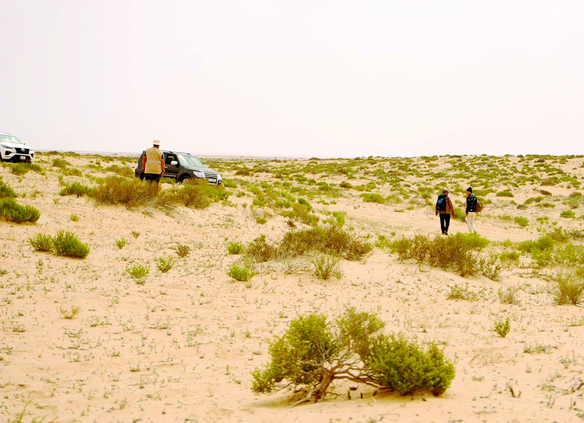 «البيئة» ترصد القط الرملي في قطر