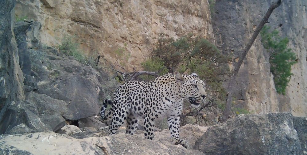 سلطنة عُمان تحتفل باليوم الدولي للنمر العربي