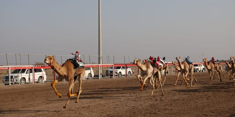 انطلاق منافسات مهرجان البشائر السنوي الثامن للهجن بولاية أدم