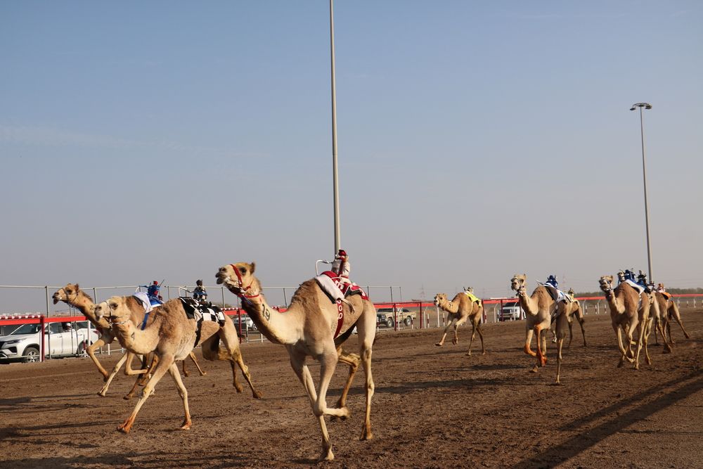 22 شوطًا ضمن منافسات مهرجان البشائر السنوي الثامن للهجن بولاية أدم