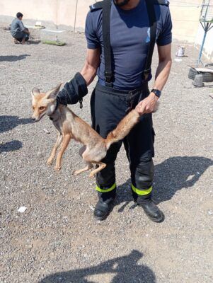 هيئة البيئة بشمال الباطنة تتعامل مع بلاغ وجود ثعلب بمنزل مواطن بالسويق