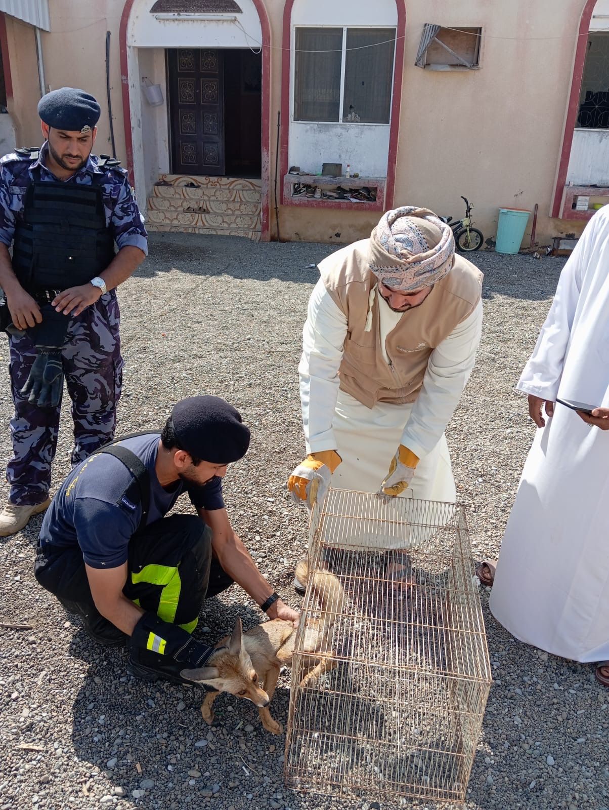 هيئة البيئة بشمال الباطنة تتعامل مع بلاغ وجود ثعلب بمنزل مواطن بالسويق