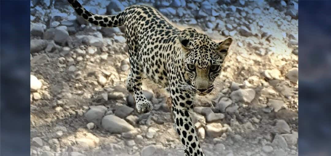 إنجاز علمي للمملكة…”كاكست” تعلن أول جينوم كامل للنمر العربي