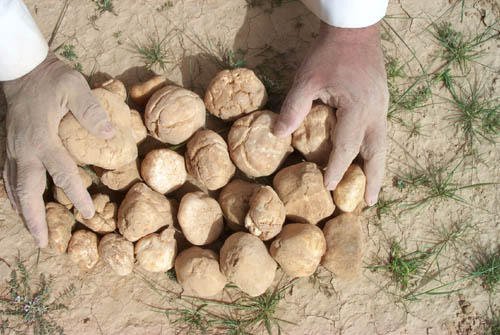 السعودية: في هذه الحالات يحولك الفقع من مشروع مليونير الى سجين خلف القضبان ومديون