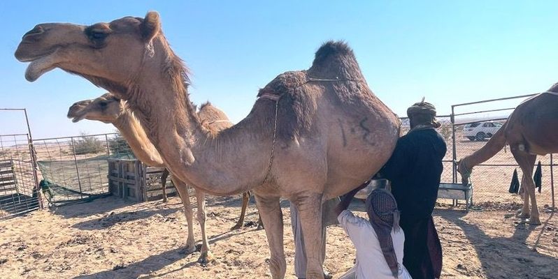 انطلاق فعاليات المهرجان السنوي الـ 25 لسباقات الهجن بولاية ثمريت