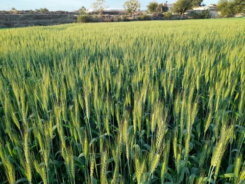 السعودية تعلن عن إنجاز تاريخي في مجال زراعة القمح والاكتفاء الذاتي