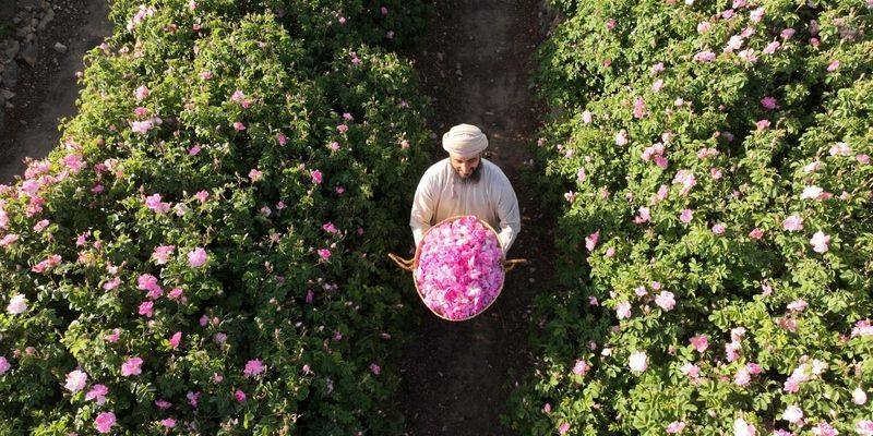 صندوق التنمية الزراعية والسمكية يمول 17 مشروعًا بقيمة تجاوزت3 ملايين ريال عُماني