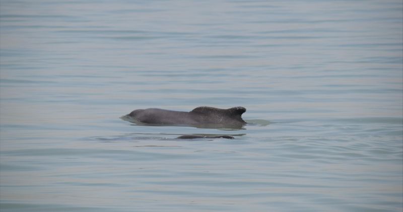 رصد مجموعة دلافين بالقرب من جزيرة (أم النمل)
