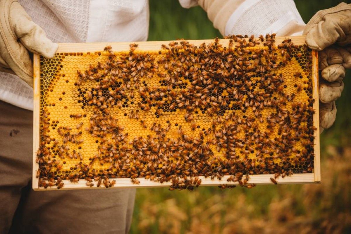 الإمارات تعزز استدامة التنوع البيولوجي بمبادرات رائدة في تربية النحل والتعليم البيئي