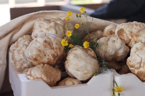 هذه المناطق مليئة بالفقع لكن لن يستطيع أحد الوصول إليها لهذا السبب