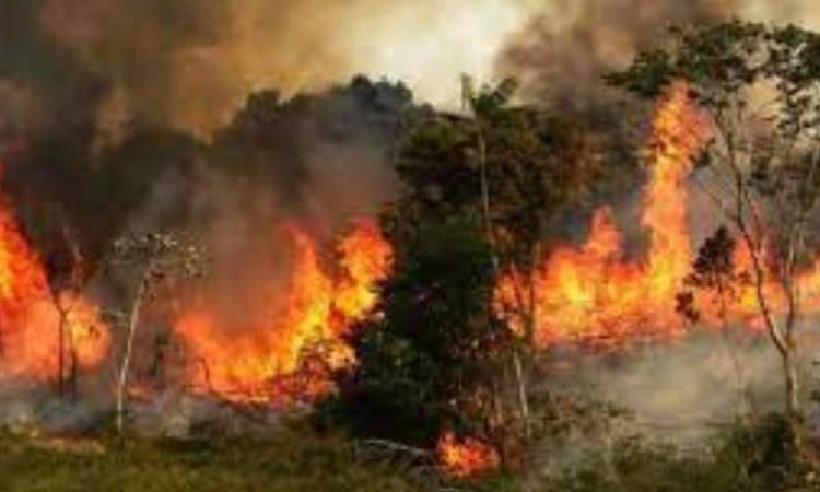 الحرائق تلتهم أكثر من 1400 هكتار من الغابات شمال شرقي اليابان