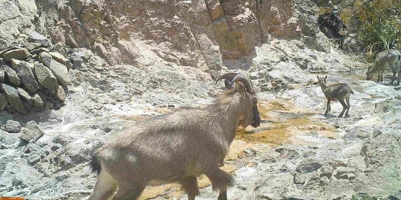 الوعل العربي في الظاهرة .. جهود بيئية لحمايته