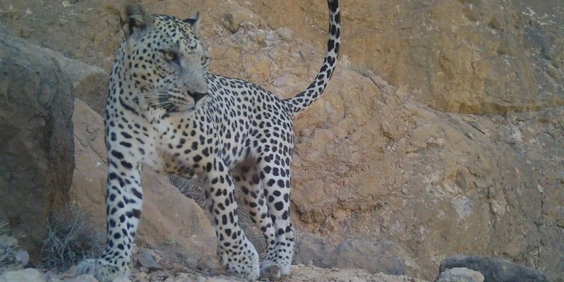 سلطنة عُمان تحتفل باليوم العالمي للحياة البرية