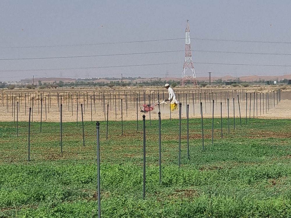 طرح 6 فرص استثمارية بمحافظة البريمي