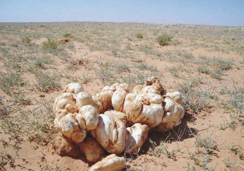 هذه المدينة السعودية هي المصدر الأول للفقع في المملكة وسعر الكيلو فيها يباع بأقل سعر في السعودية