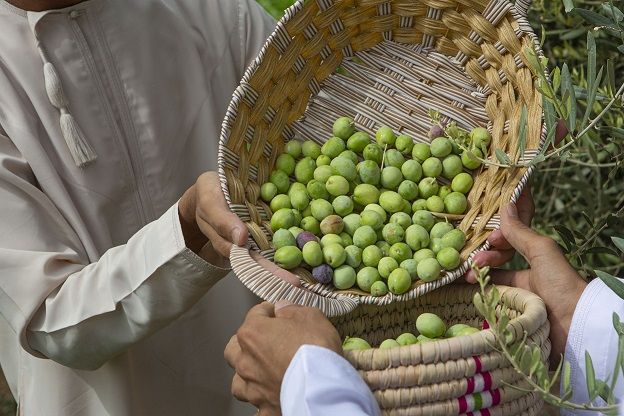 “وزارة الثروة الزراعية” تعلن عن مشاريع لزراعة البقوليات والزيتون