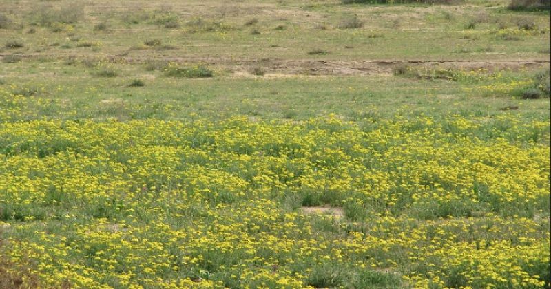 «العجيري»: نودع الشتاء السبت مع دخول «الحميمين»