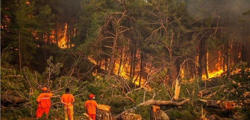 الأمطار تتدخل لدعم اليابان ضد حرائق غابات هى الأسوأ منذ نصف قرن