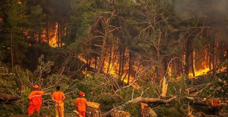 الأمطار تتدخل لدعم اليابان ضد حرائق غابات هى الأسوأ منذ نصف قرن