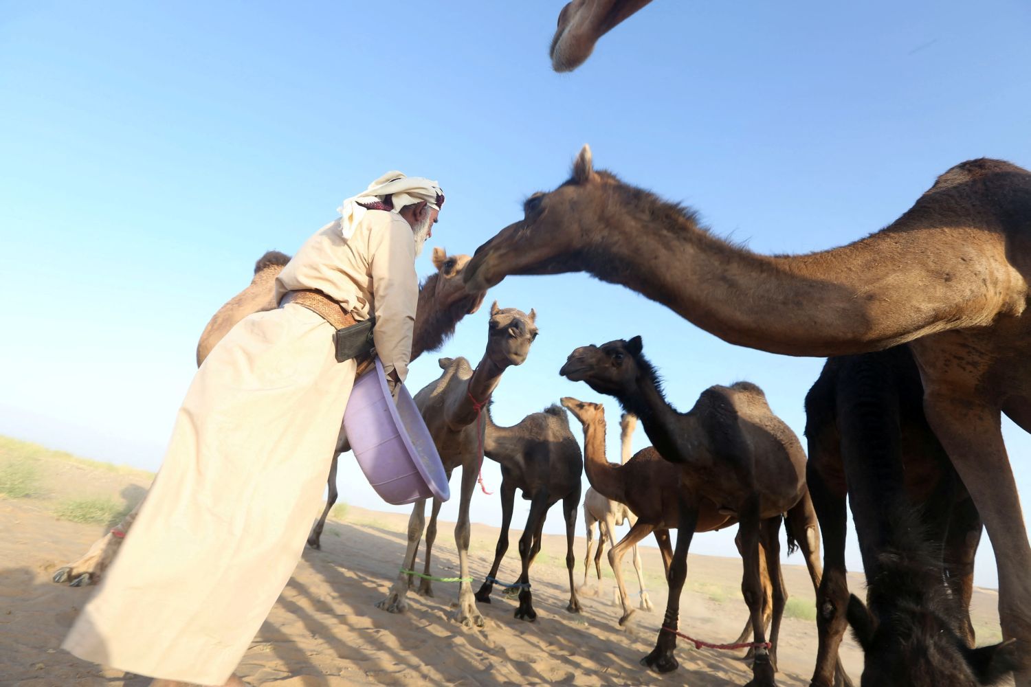 الألغام الأرضية في مأرب.. خطر يهدد حياة رعاة الإبل وقطعانهم
