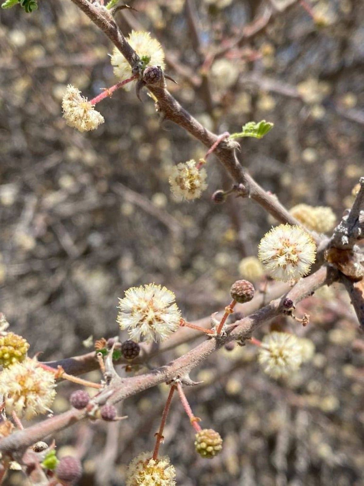 بعد غد الخميس.. بداية فصل الربيع بالإمارات