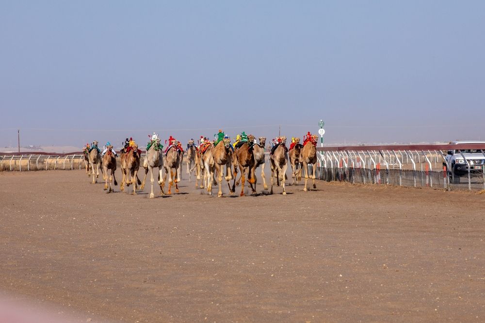 انطلاق منافسات مهرجان كأس جلالة السلطان المعظم للهجن 2025م