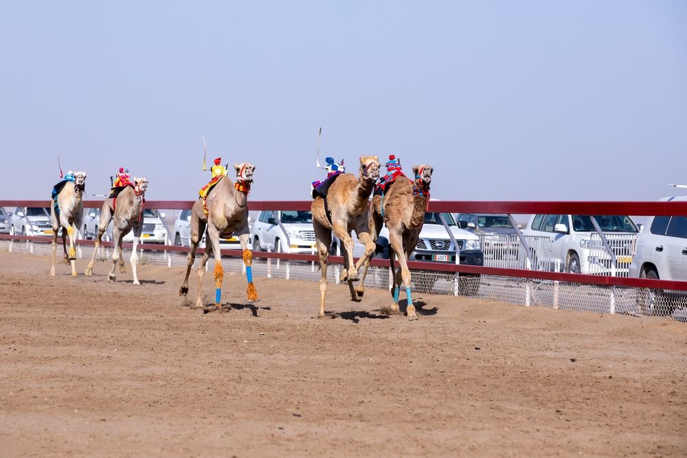 نتائج أشواط اليوم الثاني من منافسات مهرجان كأس جلالة السلطان للهجن بولاية بركاء