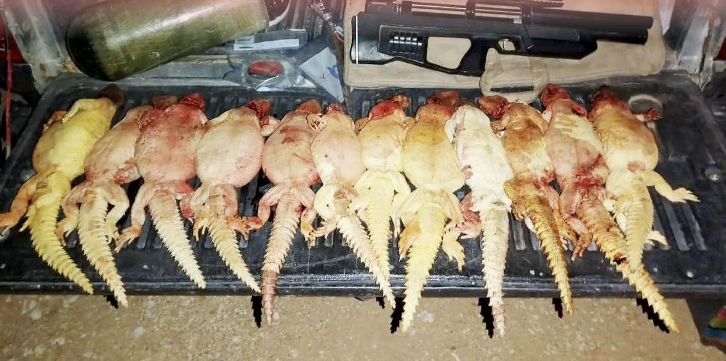 ضبط منتهكين للحياة الفطرية