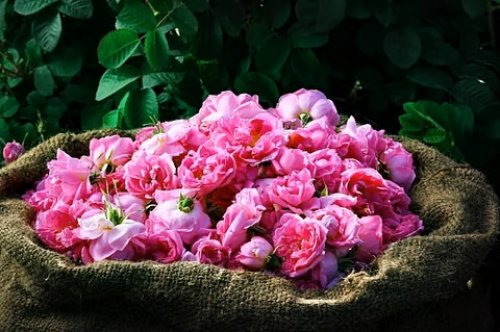 الطايف تبدء تصدير هذا المنتج الذي سيجعلها أهم مدينة في السعودية