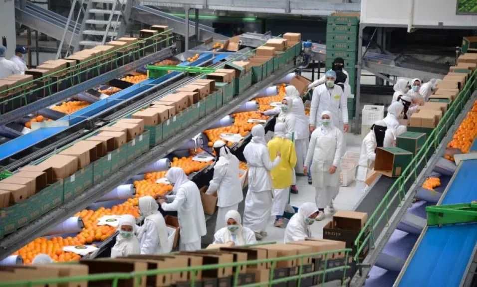 السعودية تستحوذ على 9% من صادرات مصر الزراعية في 2024