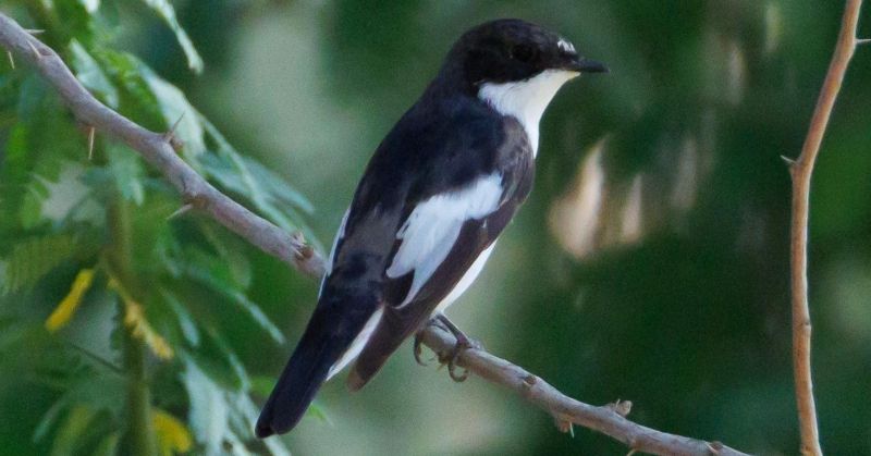 «خاطف الذباب الأبقع» يزيد رقم طيور الكويت لـ 420 طائرا