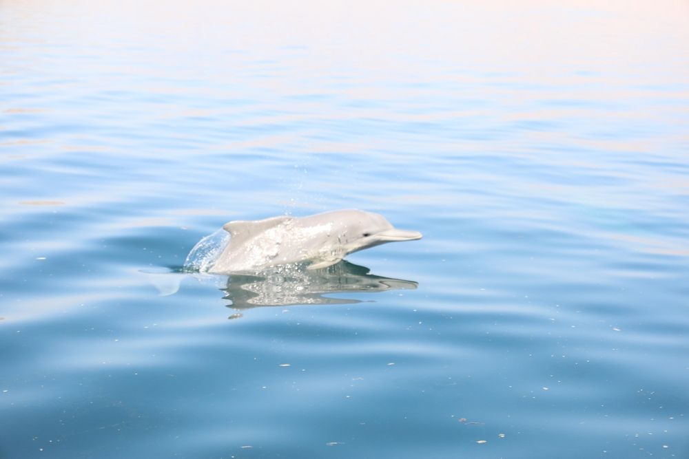 انطلاقُ أعمال المرحلة الخامسة من مشروع مسح الثدييات البحرية بمحافظة مسندم