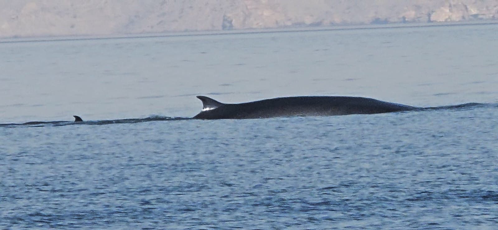 لأول مرة.. مشروع مسح أنواع الثدييات البحرية يرصد الحوت برايد في محافظة مسندم