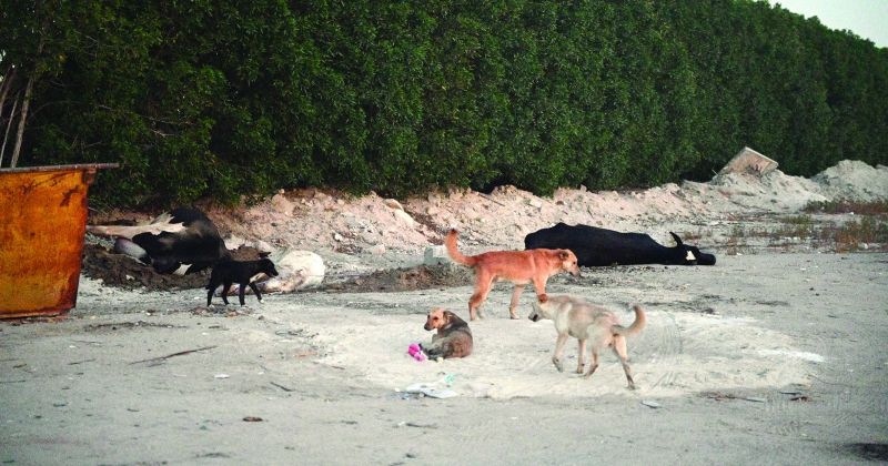 شبح الحمى القلاعية يزيد هواجس مُربّي الأبقار