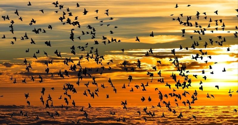 «العجيري»: الثلاثاء.. أفول الربيع والحرارة المرتفعة وبداية «الكنة»