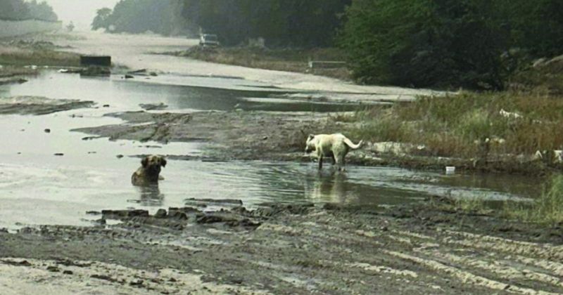 مشكلة صحية جديدة في مزارع الصليبية