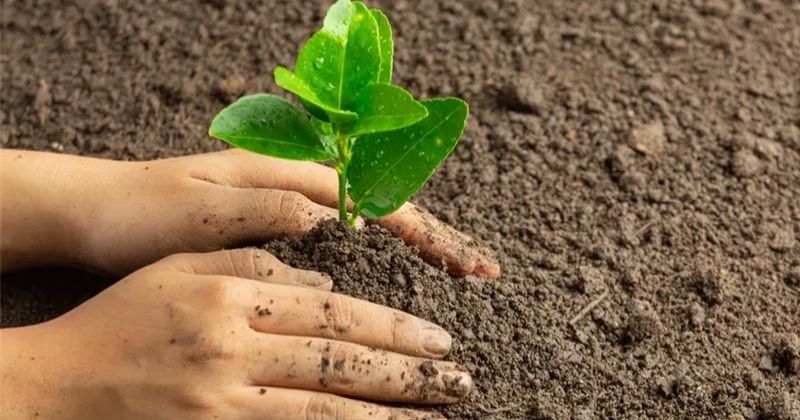 السفارة الهندية تنظم غداً فعالية بيئية في محمية صباح الأحمد الطبيعية