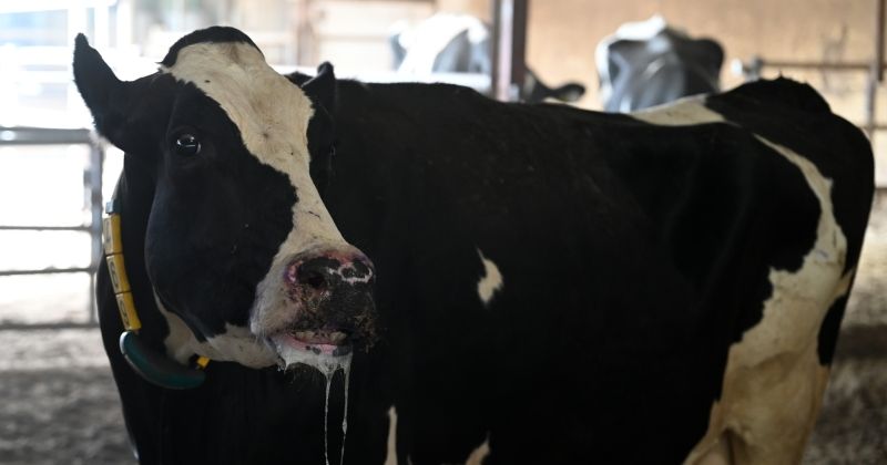 شركات تُطالب «التجارة» بحلول لارتفاع أسعار الحليب بسبب «الحُمّى القلاعية»