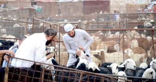 الأضاحي في السعودية 2025: أماكن بيع الخرفان بأسعار وأنواع مختلفة