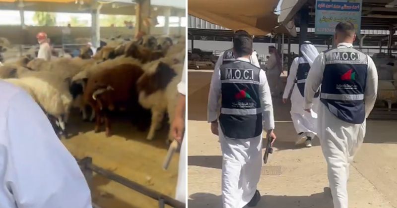 «التجارة» تواصل حملاتها التفتيشية على أسواق المواشي