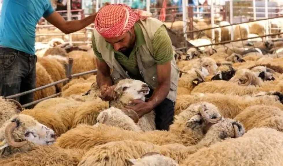 السعودية تحطم الأرقام.. أضحية كل 7 ثوانٍ في أسرع منظومة ذكية بتاريخ الحج