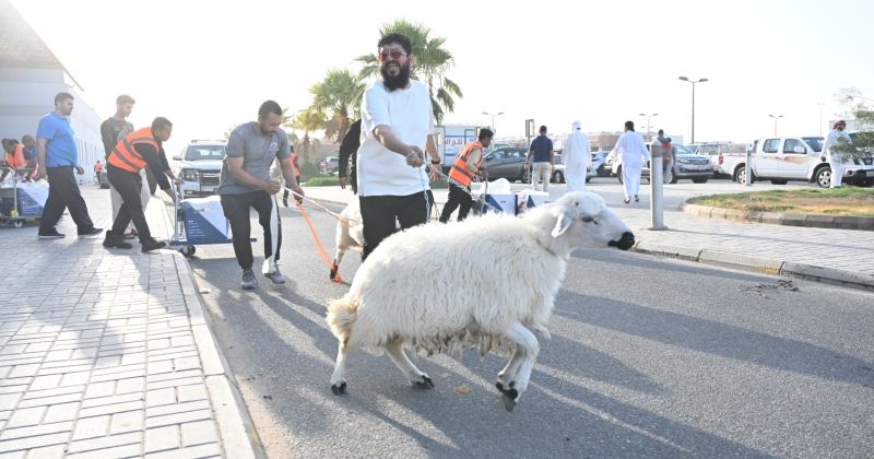 مسالخ الكويت.. عشرة على عشرة
