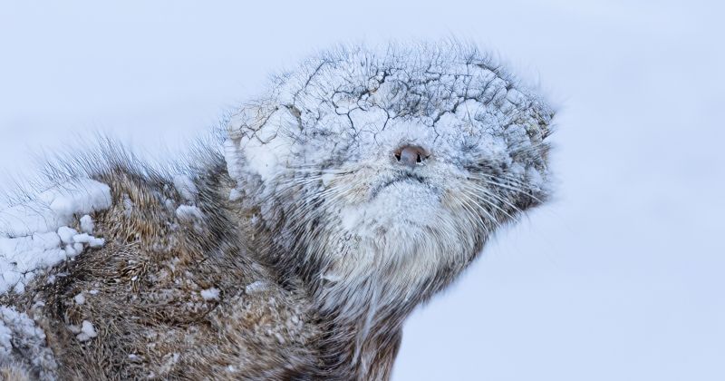 الكويتي محمد مراد يفوز بالمركز الأول في مسابقة «بيغ بيكتشر» بكاليفورنيا