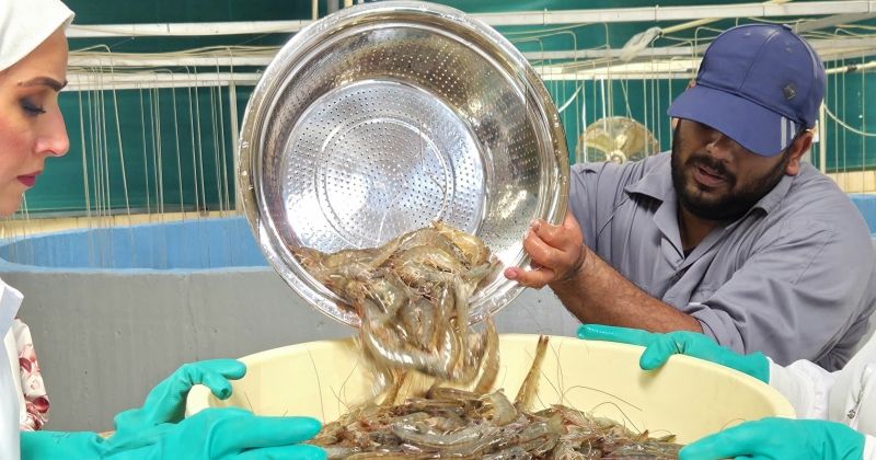 «معهد الأبحاث»: نجاح إنتاج وتسويق «الروبيان» المستزرع محلياً للعام الرابع